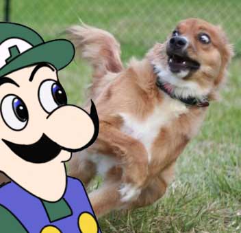 Weegeedogged.jpg