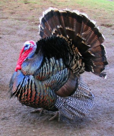 Male_north_american_turkey.jpg