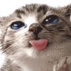 catt.gif